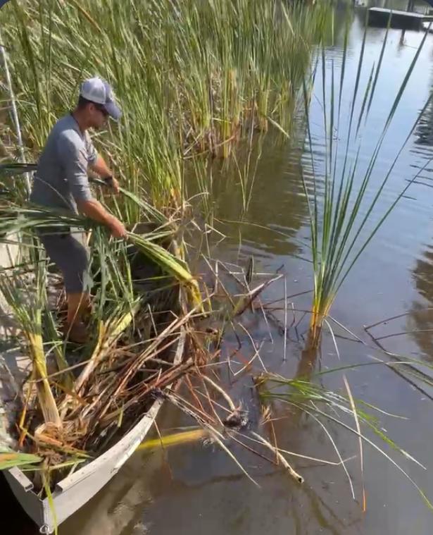 B&J crew removing shoreline vegetation