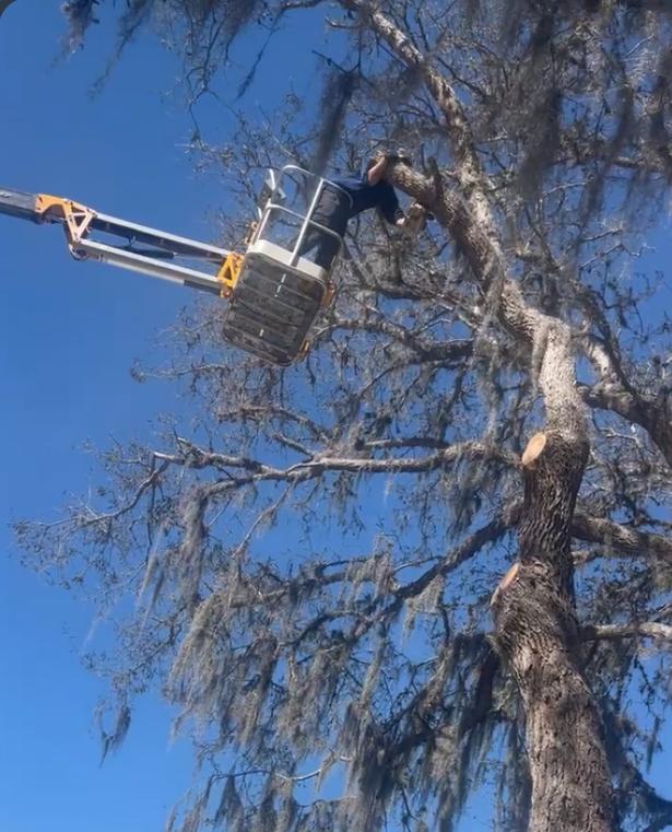 B&J crew working on a tree with a lift